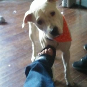 Meet your Posher, Casey